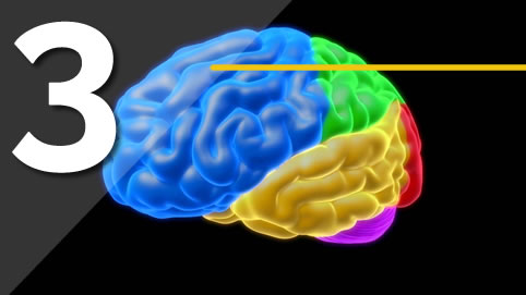 partes_del_cerebro_corteza