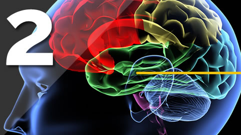 partes_del_cerebro_sistema_limbico