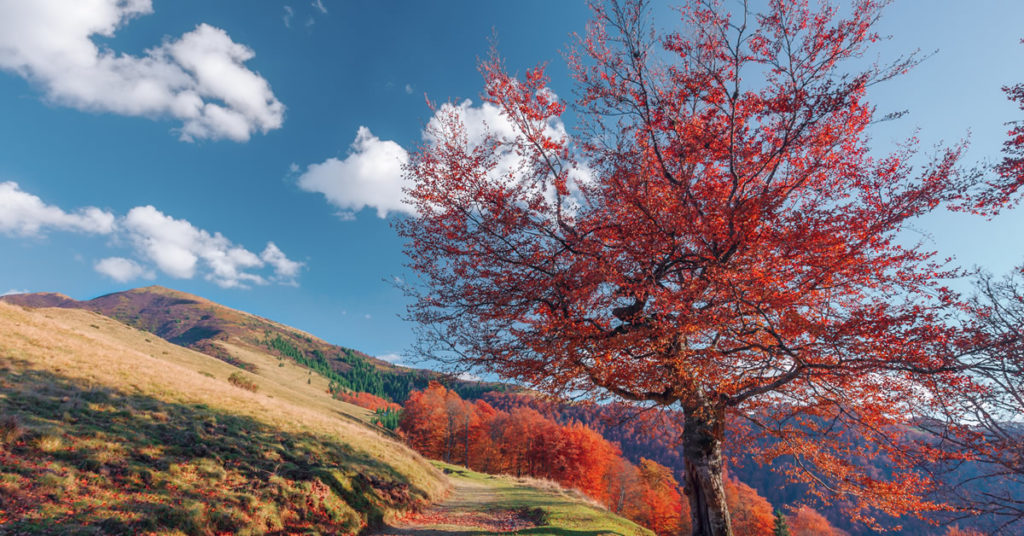 el hombre plantaba arboles